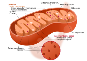 mitochondrion_structure
